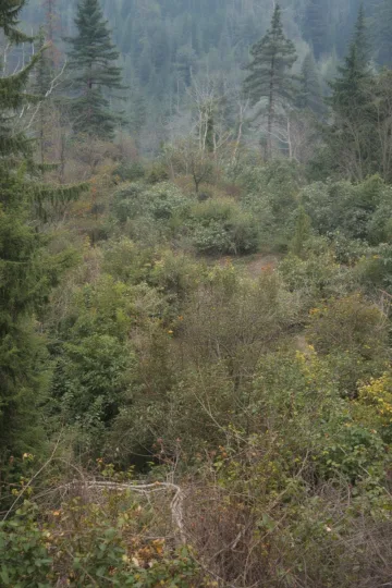 hugelkultur garden